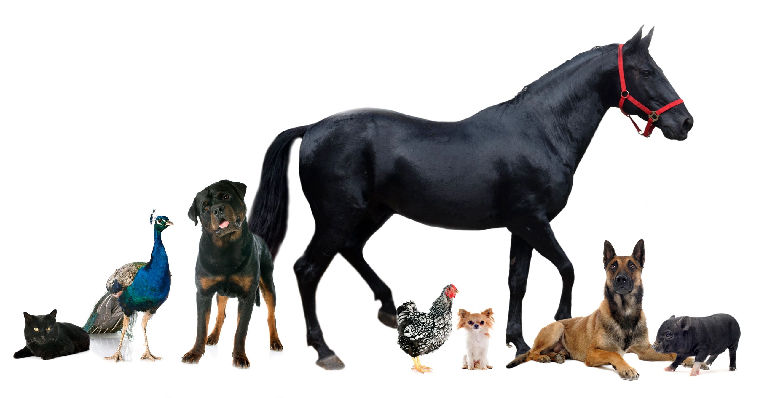 healthy pets dog cat horse natural wellness