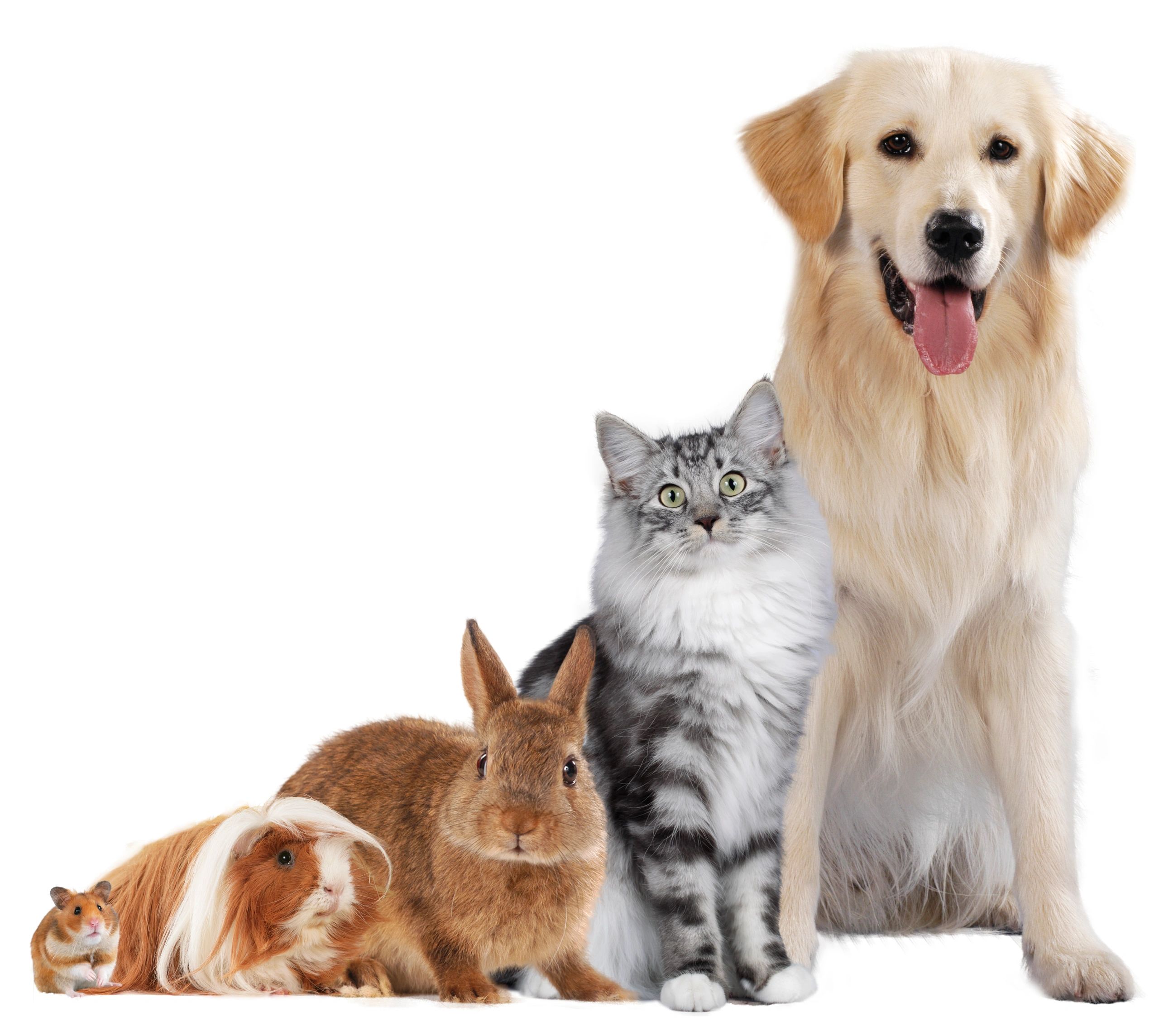 healthy pets dog cat horse natural wellness
