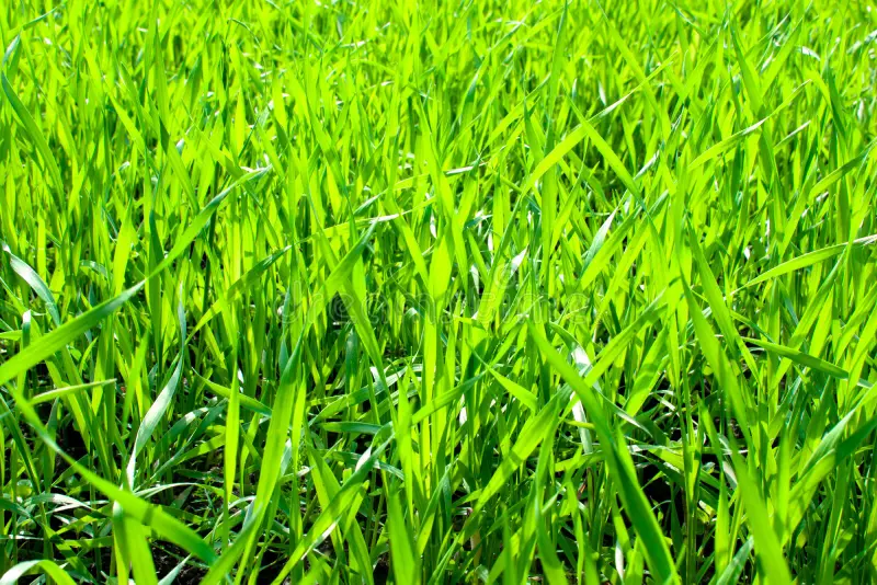 Close-up of vibrant green grass blades in natural light.