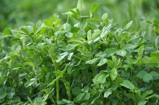 Fresh green fenugreek leaves growing densely.