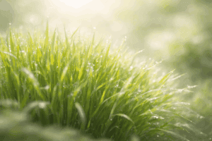 Close-up of vibrant green grass with soft sunlight in the background.
